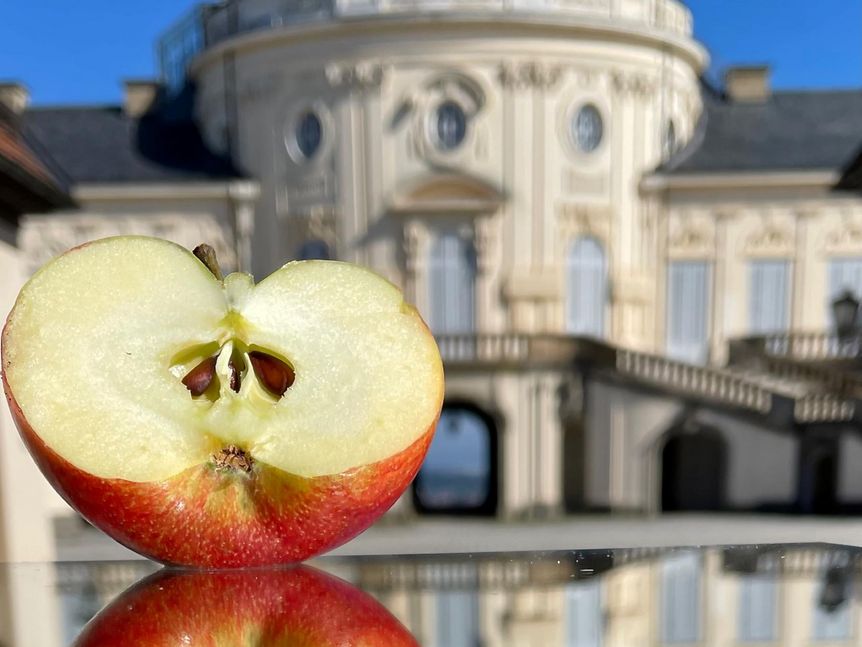 Schloss Solitude, Apfel vor dem Schloss